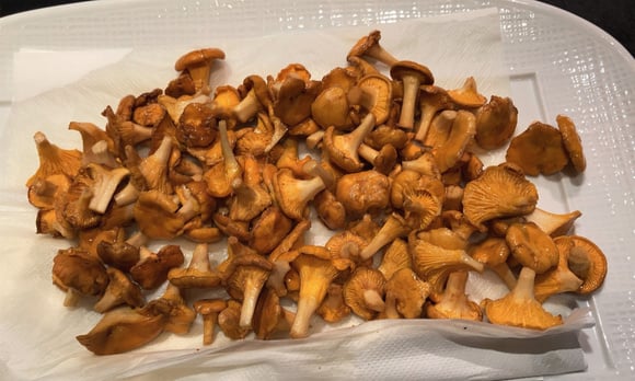 Girolles blanchies 