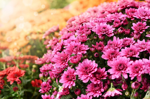 @ Adobe Stock/ Chrysanthèmes