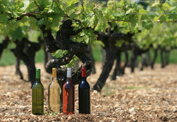 Bio, biodynamie ou nature, c’est qui le meilleur ?