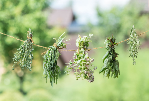 Ces 5 plantes aromatiques du jardin qui font du bien en infusion