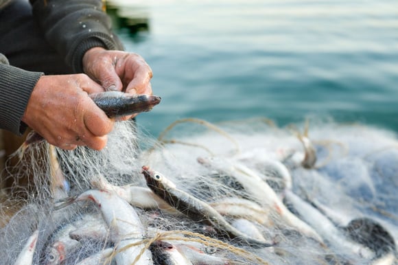 Quels poissons dans les surimis ? Adobestock