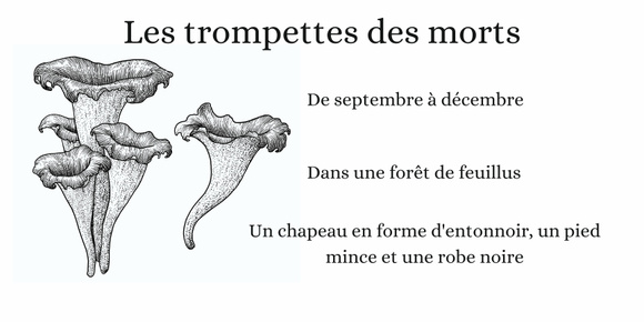Champignons comestibles : on fait le point. Canva et Adobestock