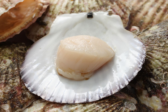 Le guide pour choisir et cuisiner les coquilles Saint-Jacques