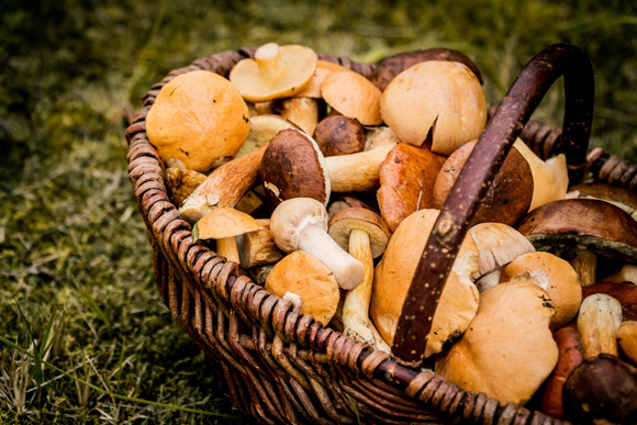 Champignons : 3 façons de les conserver
