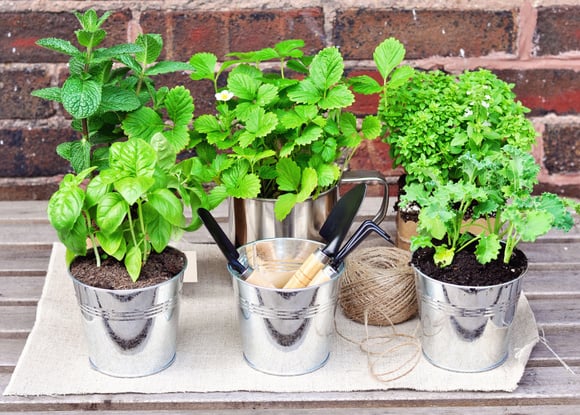 Faire pousser des herbes aromatiques dans votre cuisine, c’est facile