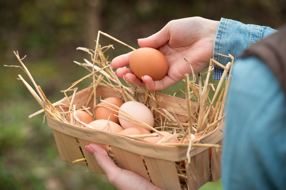 Pourquoi est-il recommandé de ne plus consommer les œufs des poules domestiques en Île-de-France ?