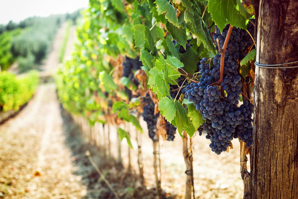 Les bouteilles de vin de cette année vaudront peut-être une fortune