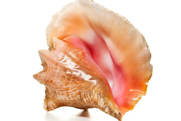 Lambi Ingredient Tout Savoir Sur Lambi 750g