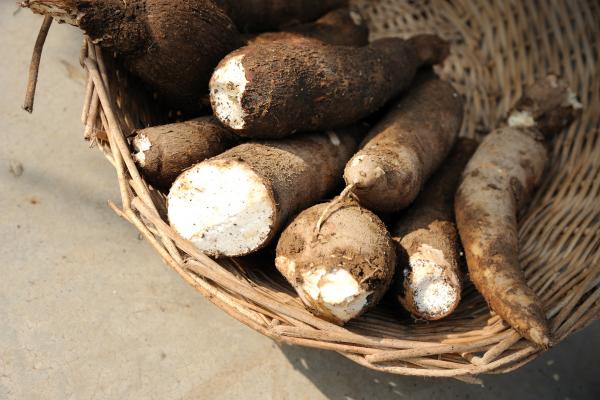 Manioc (ingrédient) - Tout savoir sur manioc  750g