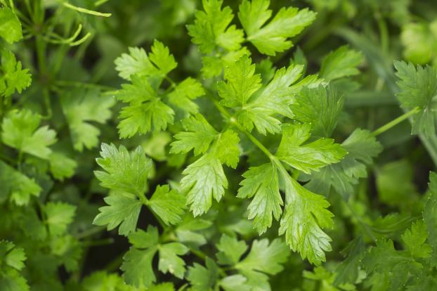 Ni orange, ni kiwi, cette herbe aromatique est bien plus riche en vitamine C que ces deux fruits et peut être consommé sans modération