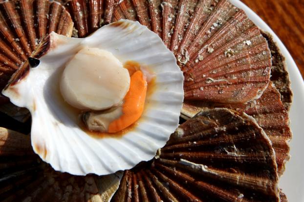 Quand acheter ses Saint-Jacques pour le repas des fêtes ? Voici la réponse d’un Meilleur Ouvrier de France