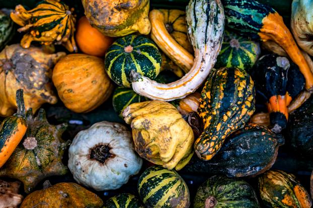 À l’approche d’Halloween, comment différencier les citrouilles comestibles des citrouilles toxiques ?