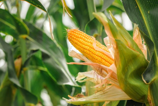 Le maïs est-il aussi mauvais pour la santé qu'on ne le pense ? 