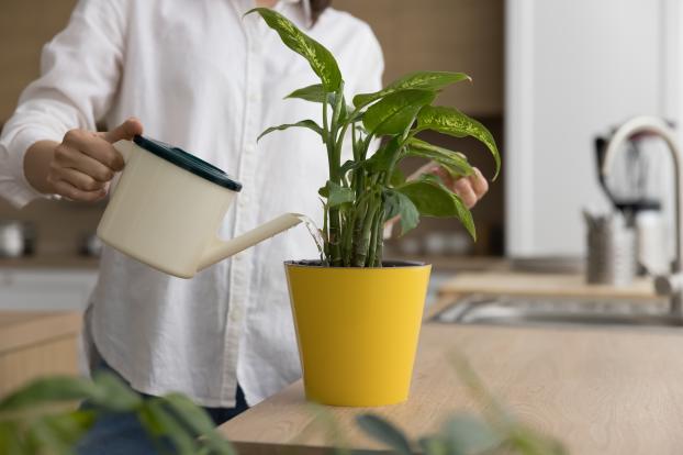 Ni coquilles d'œufs ni marc de café : voici le meilleur ingrédient pour faire pousser ses plantes