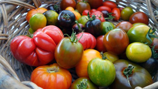 Faire ce simple geste permet de conserver les tomates jusqu’à 15 jours hors du frigo