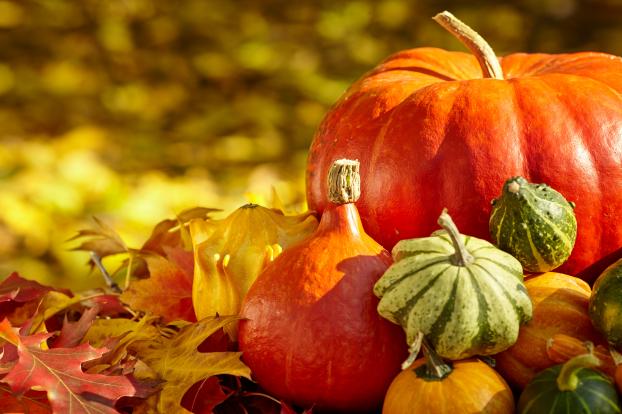 À l’approche d’Halloween, comment différencier les citrouilles comestibles des citrouilles toxiques ?