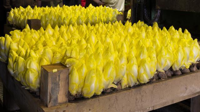 L'endive française en danger : Près d'un tiers des producteurs menacés de fermeture pour cette raison !