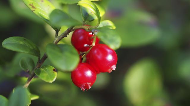 10 trucs à savoir sur les cranberries