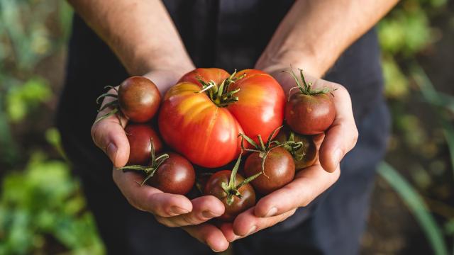 Pourquoi les tomates risquent de manquer à l’appel cet hiver ?