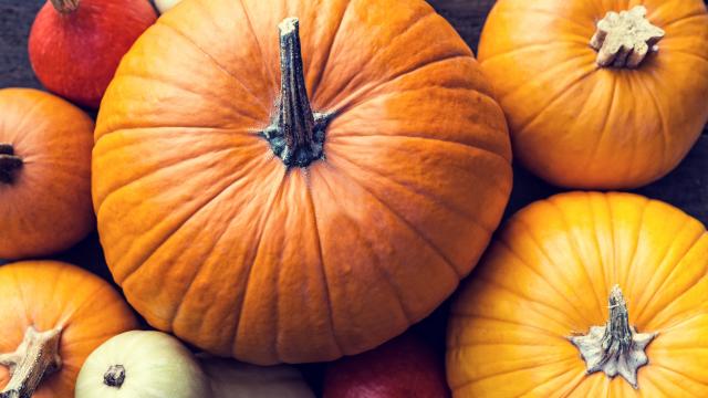 Plus lourd qu'un mec en fin de soirée, cette courge bat tous les records en France !