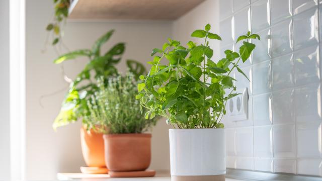 Connaissez-vous la gelée d'arrosage pour garder vos plantes en vie pendant votre absence ?