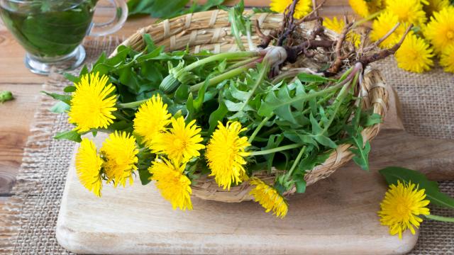 Cueillette sauvage : 3 plantes de printemps très faciles à trouver