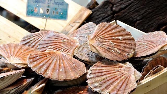 Une très bonne année pour les coquilles Saint-Jacques : va-t-on les payer moins cher ?