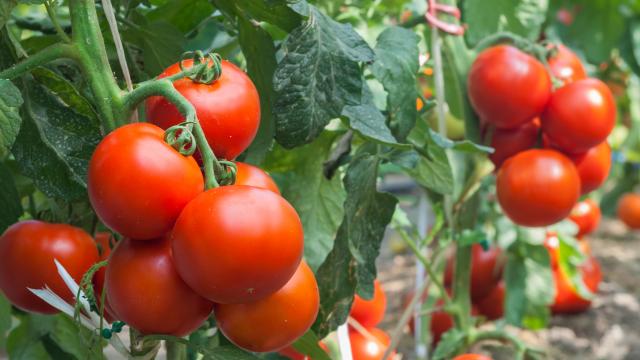 Voici pourquoi vous devriez mettre une tasse jaune aux pieds de vos tomates !