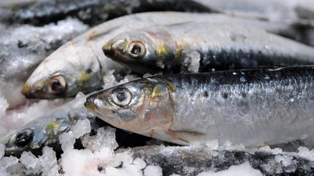 Rappel produit : ne consommez pas ces sardines, la date de péremption n’est pas la bonne !