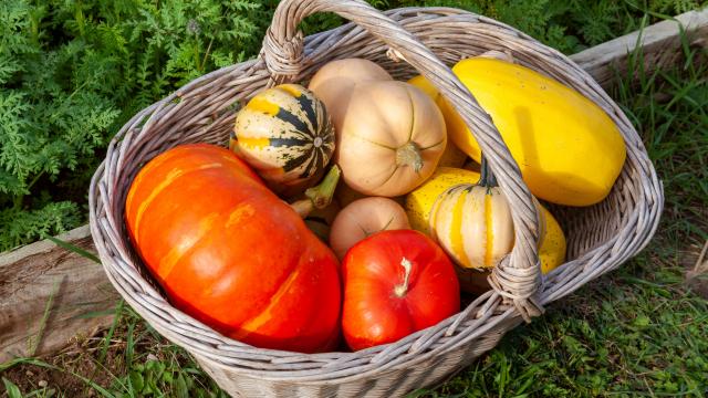 Courge, potimarron, citrouille : comment savoir quand ils sont mûrs ?