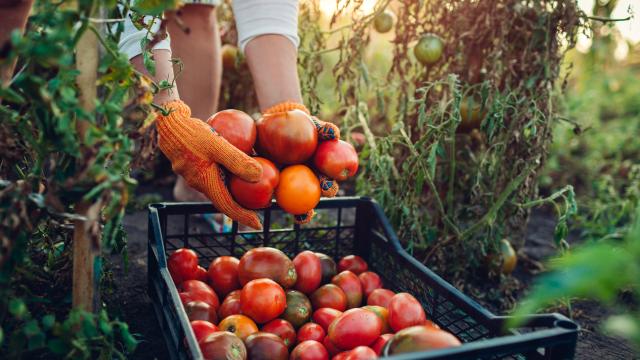 Pesticides : UFC Que Choisir estime que plus d'1 fruit et légume sur 2 est contaminé