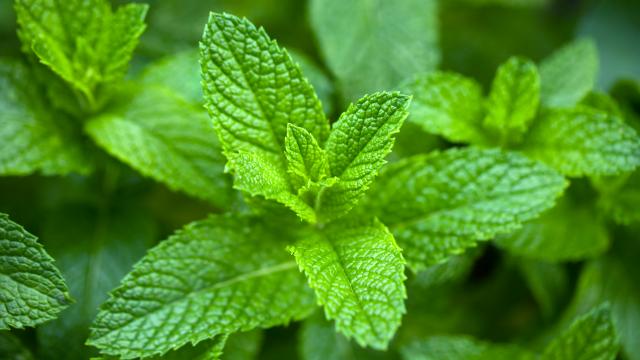 Vous avez de la menthe fraîche ? Voici nos astuces pour la garder intacte le plus longtemps possible