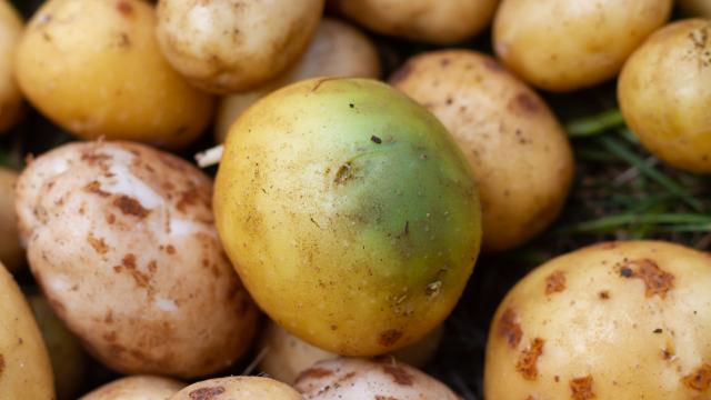 Peut-on manger sans risque une pomme de terre verte ?