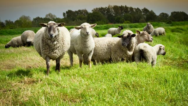 Tu viens de la campagne si t'arrives à avoir 10/10 à ce quiz sur l'élevage