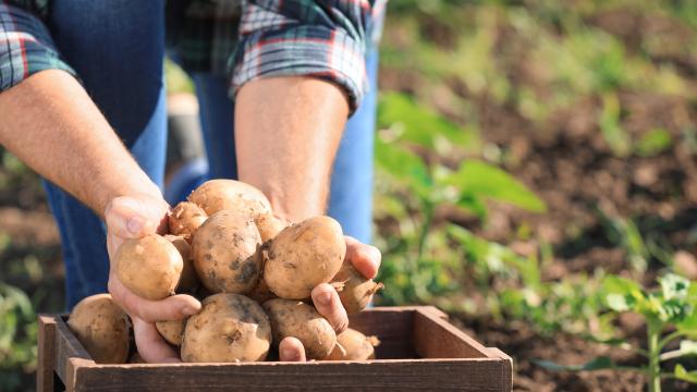 On aime les patates, mais sont-elles bonnes pour notre santé ?