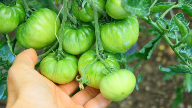 Comment faire de la confiture de tomates vertes avec les tomates qui n’arriveront pas à maturité dans votre jardin ?