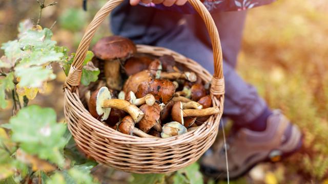 Intempéries : ces champignons à aller cueillir absolument cette semaine !