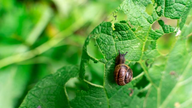5 astuces de grand-mère pour repousser les escargots et les limaces de votre jardin avec des aliments de sa cuisine