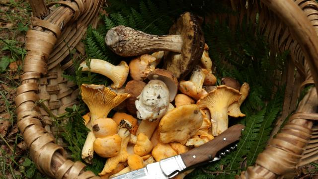 Champignons et intoxications : une virologiste dévoile les règles à respecter pour ne pas prendre de risque !