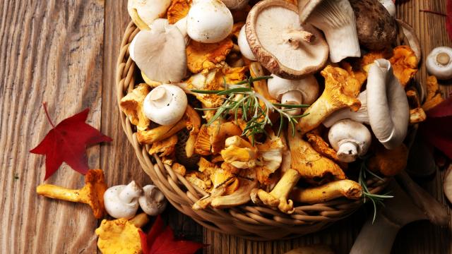 5 champignons à privilégier cette saison, et ceux à éviter à tout prix