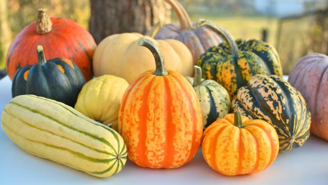 Quelle courge pour faire de la purée ?