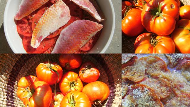 Tian de tomates aux rougets