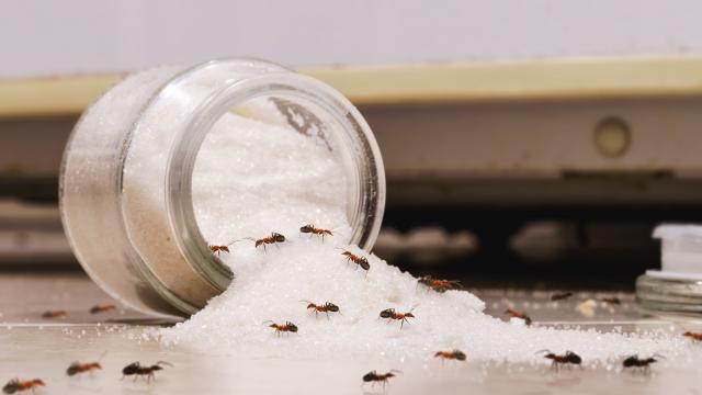 5 astuces naturelles pour éviter les invasions de fourmis dans la cuisine