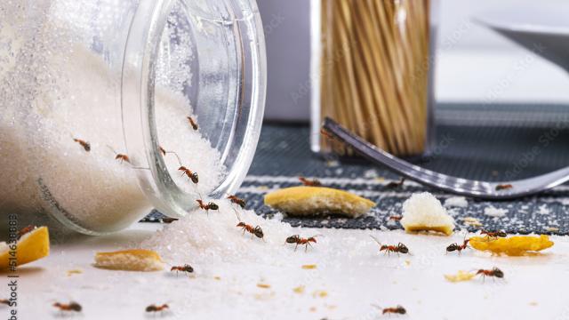 Avec ces quelques produits présents dans votre cuisine, vous pouvez créer une barrière anti-fourmis efficace et naturelle