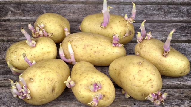 Peut-on manger une pomme de terre qui a germé ?