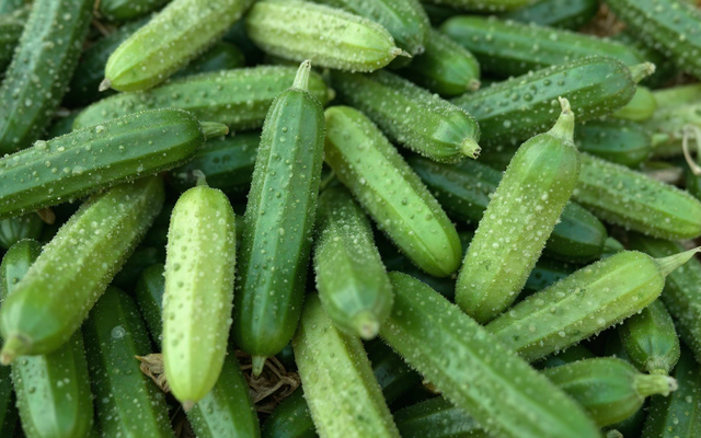 Comment préparer des cornichons ?