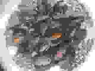 Amandes de mer à la marinière