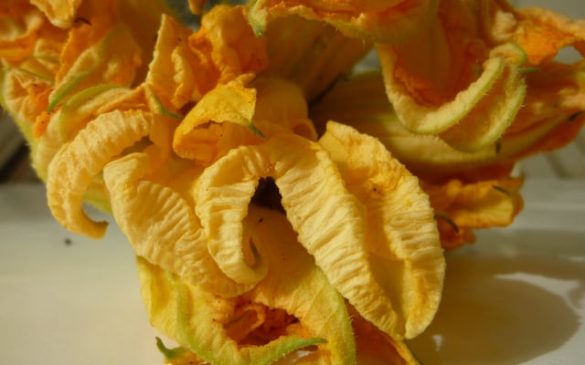 Petites galettes de fleurs de courgettes