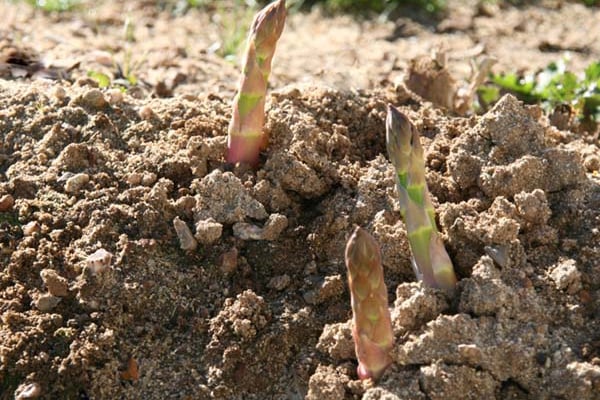 Asperges blanches Umé / beurre