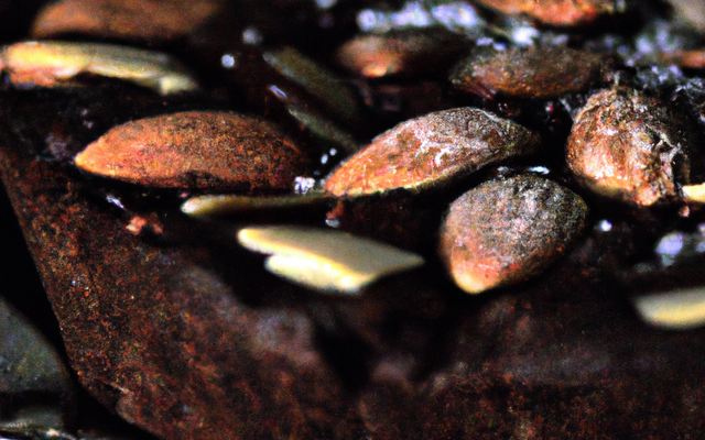 Gâteau au chocolat et amandes